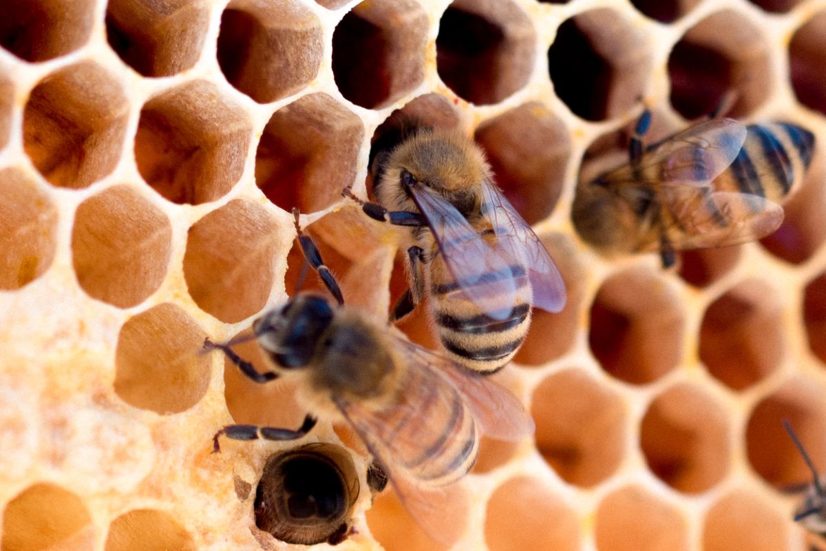 「蜂に刺された」に関連する英語フレーズ