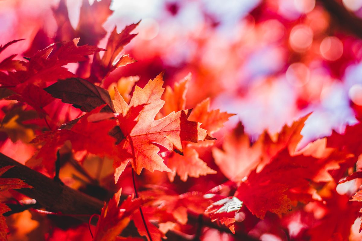 「葉が紅葉し始めています」って英語でなんて言うの？