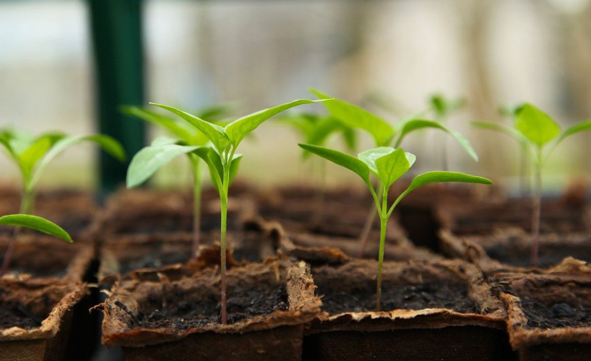 「植物が好き」って英語でなんて言うの？