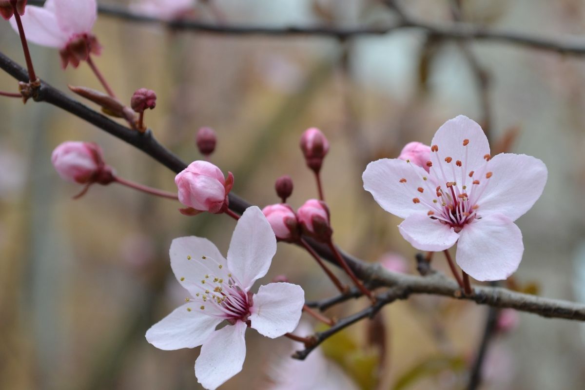 桜が咲いている って英語でなんて言うの ほんやく検定1級翻訳士の 英会話フレーズ集