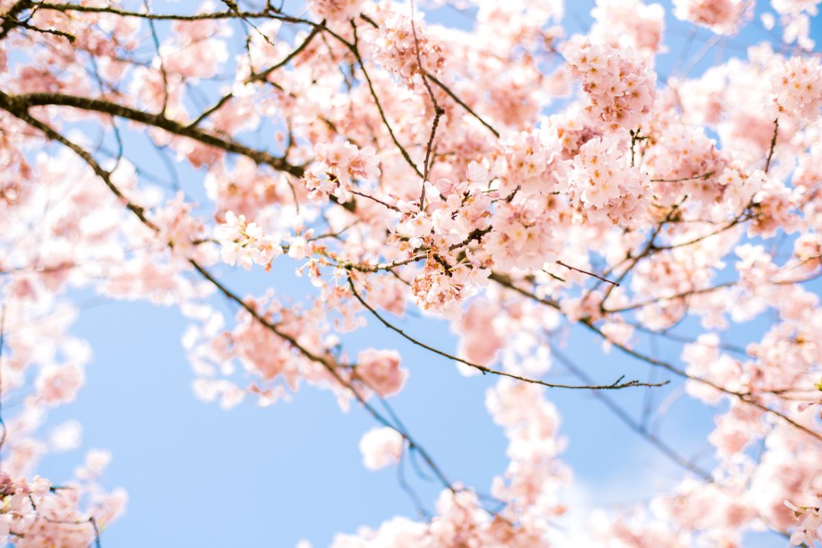 「桜が満開です」って英語でなんて言うの？