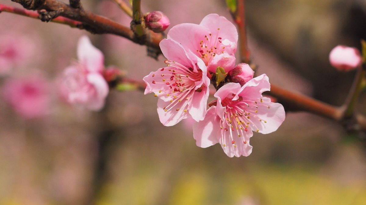 「桜が咲き始めている」って英語でなんて言うの？