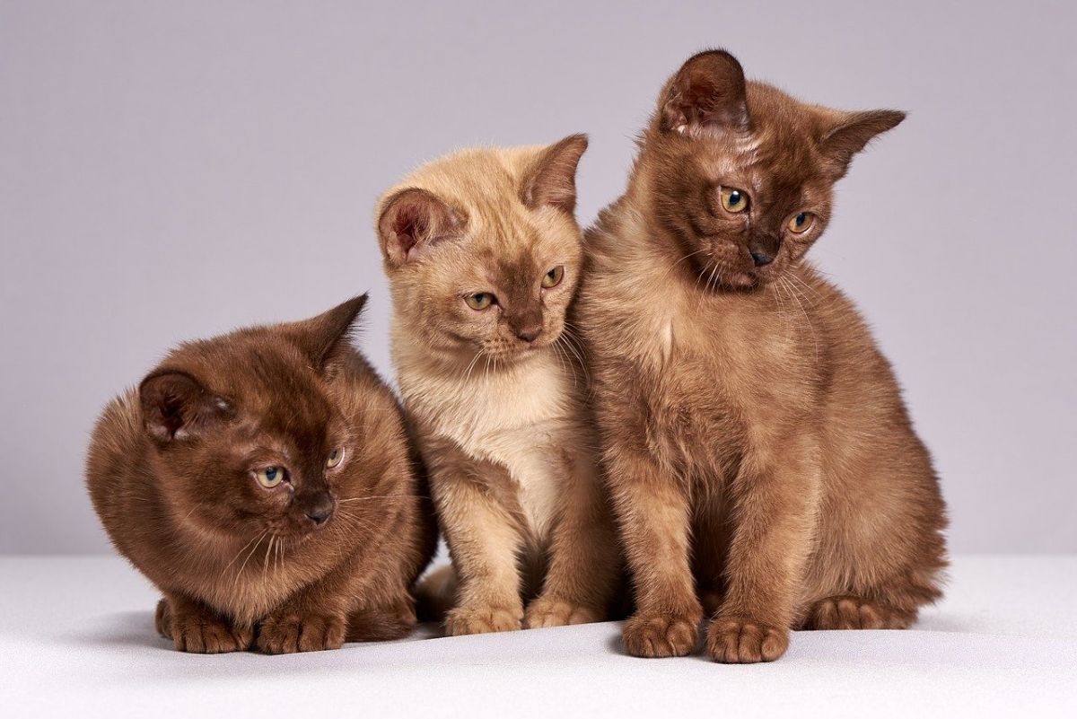 「猫を3匹飼っている」に関連する英語フレーズ