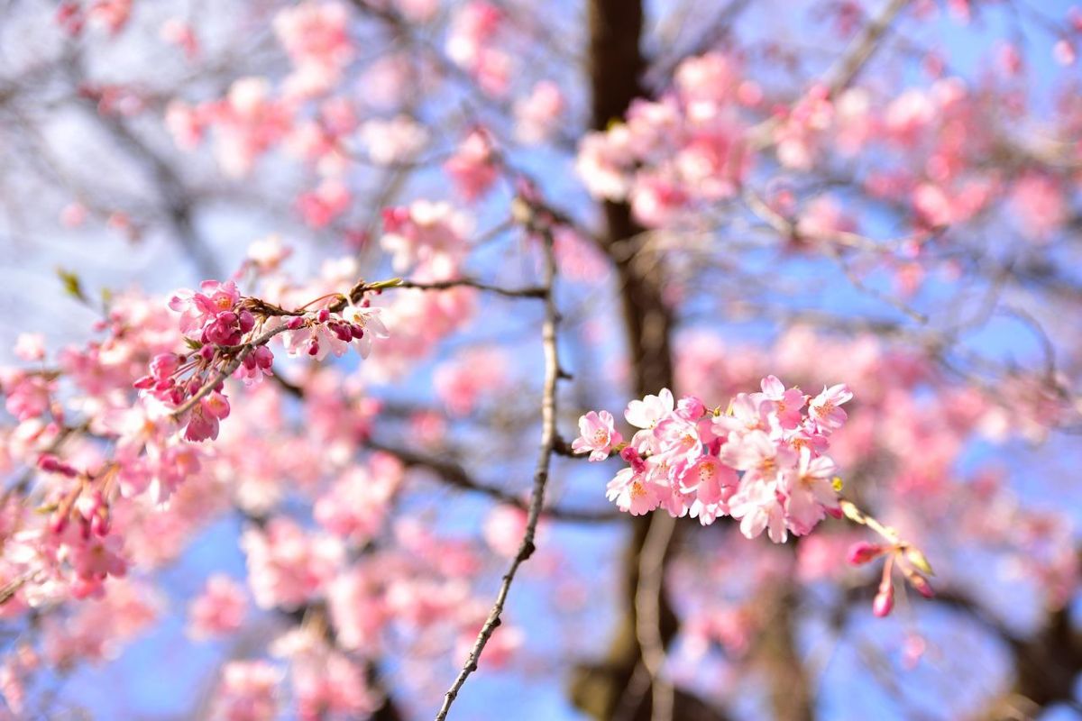 「東京に住んでいたことがある」って英語でなんて言うの？