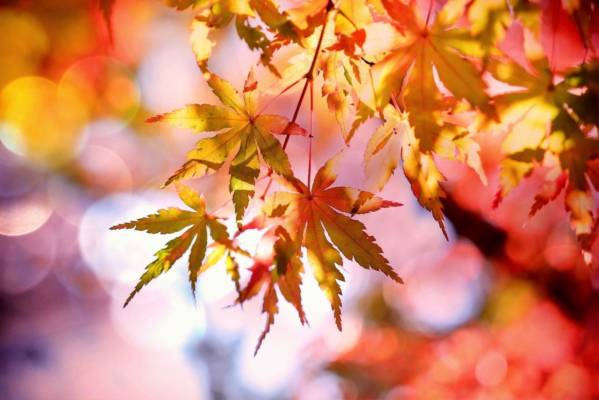 アルベール・カミュの名言「秋は二番目の春である…」は英語で？