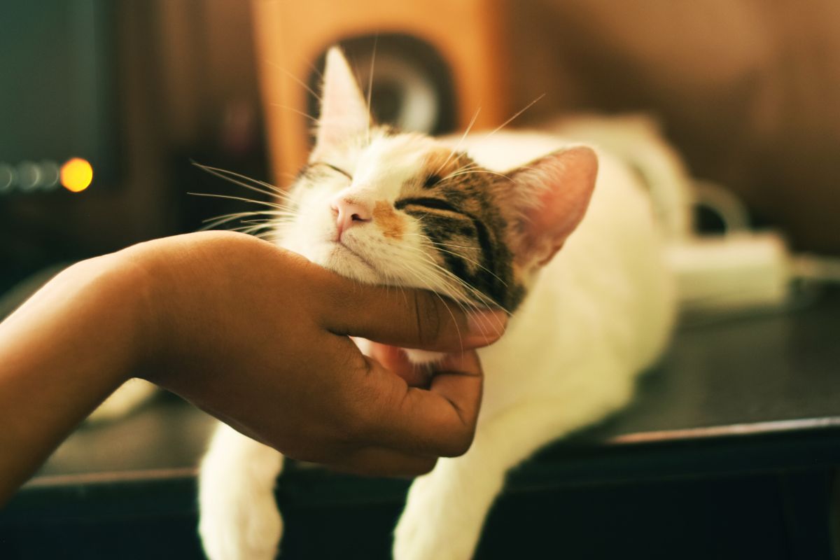 ジークムント・フロイトの名言「猫と過ごす時間は無駄ではない」に関連する英語フレーズ